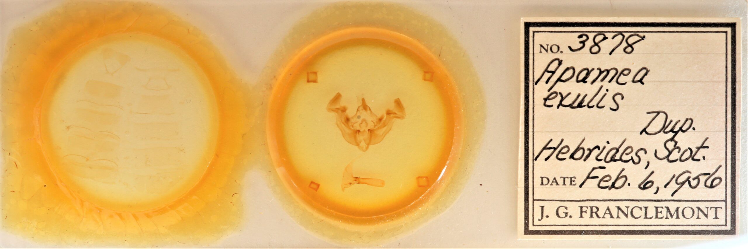 slide view of adult Apamea zeta exulis