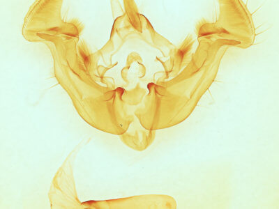 genitalia view of adult Apamea zeta exulis