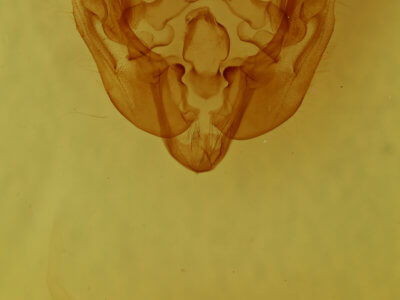 genitalia view of adult Apamea zeta murrayi