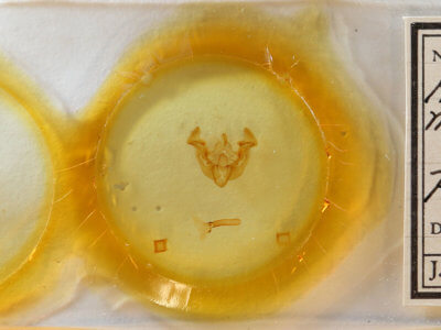 slide view of adult Apamea zeta murrayi