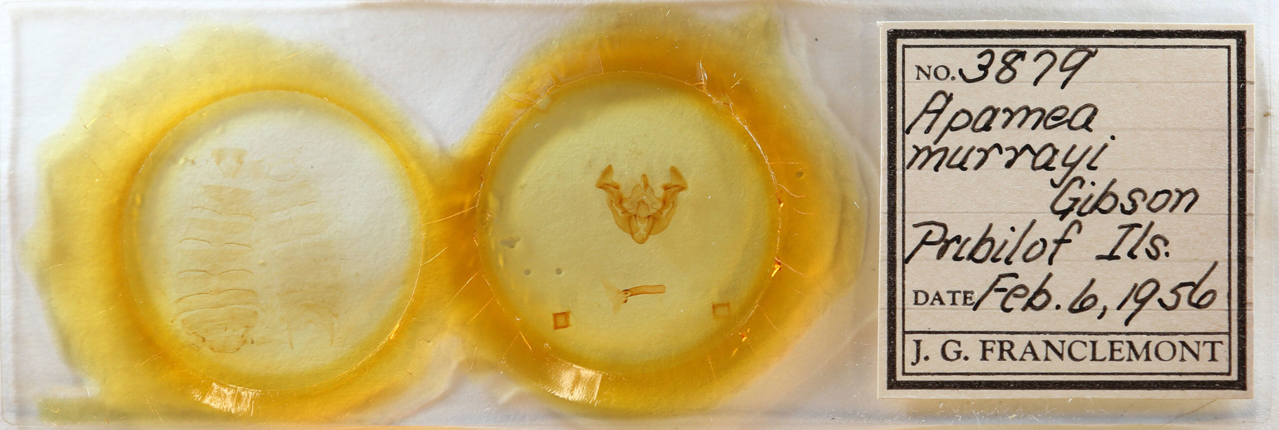 slide view of adult Apamea zeta murrayi