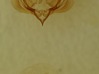 genitalia view of adult Elaphria festivoides