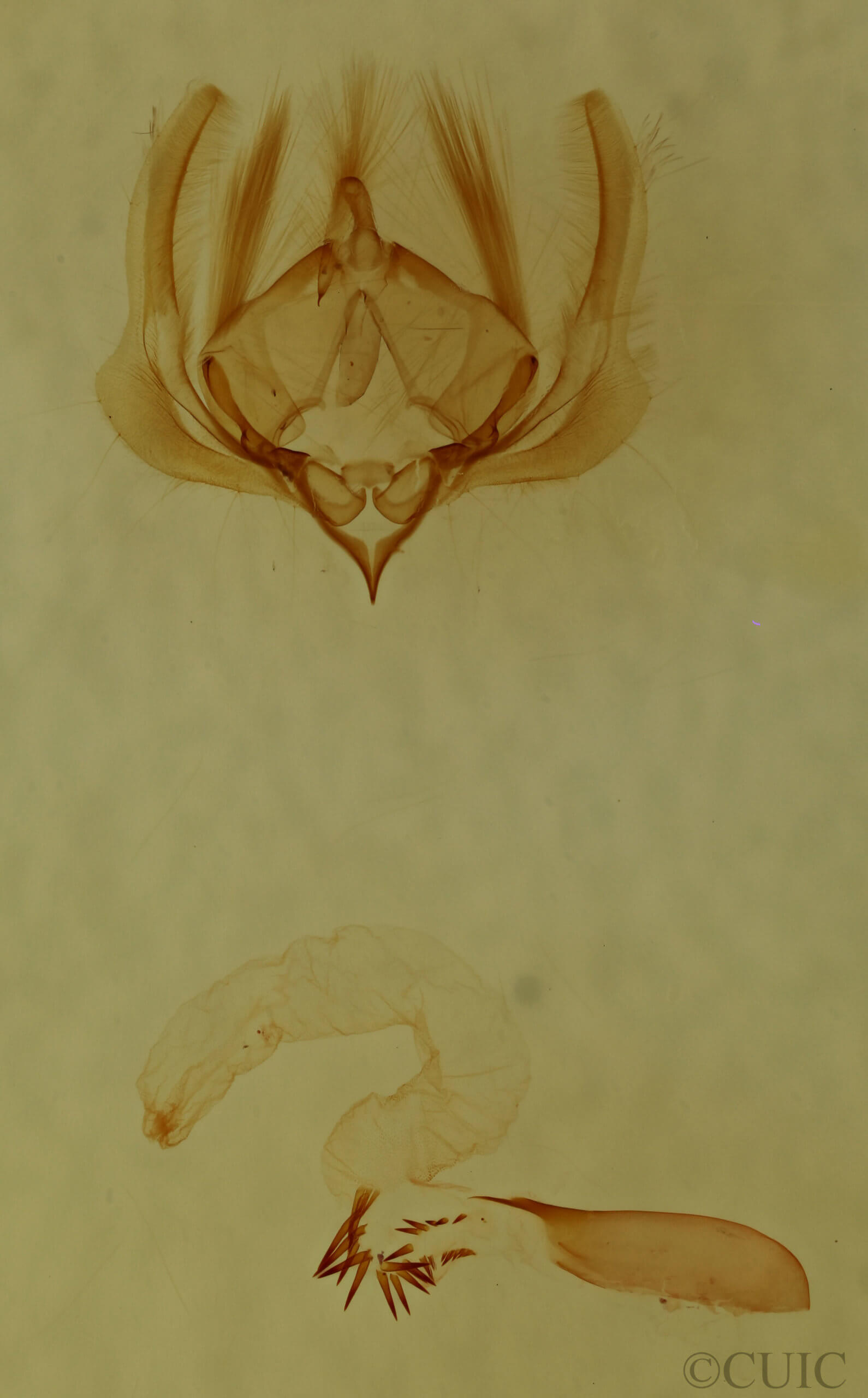 genitalia view of adult Elaphria festivoides