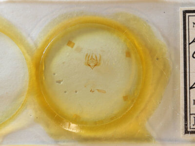 slide view of adult Elaphria festivoides