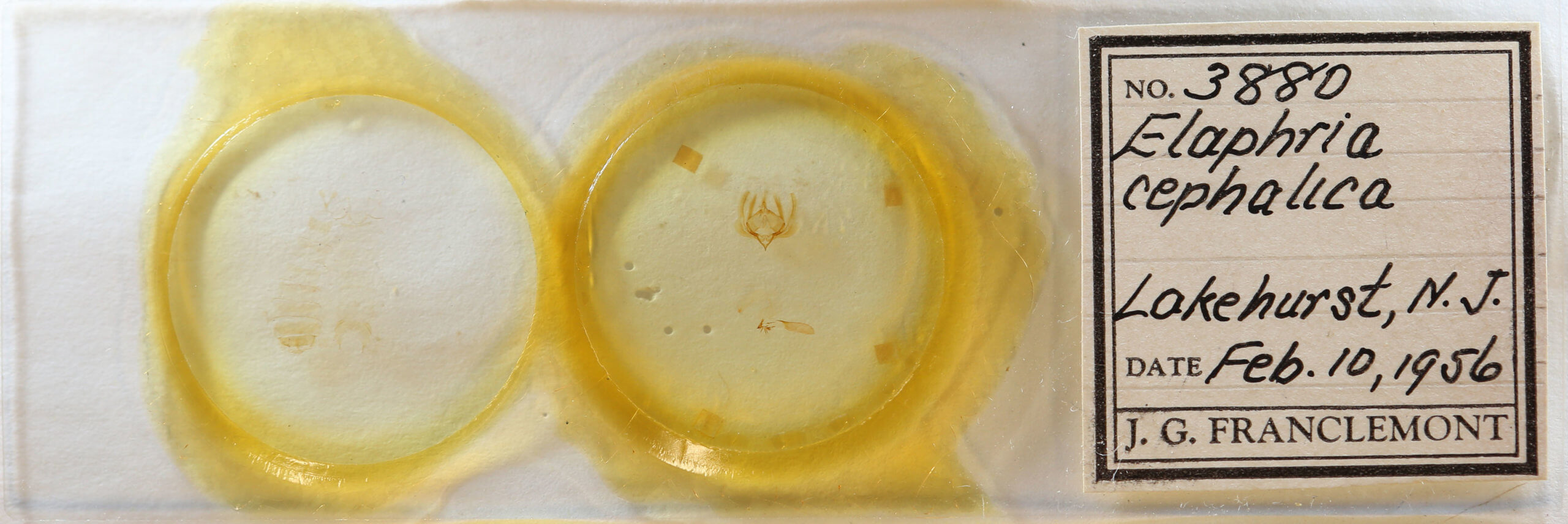 slide view of adult Elaphria festivoides