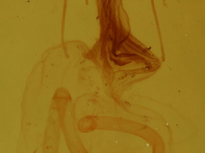 genitalia view of adult Elaphria festivoides