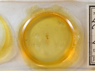 slide view of adult Elaphria festivoides