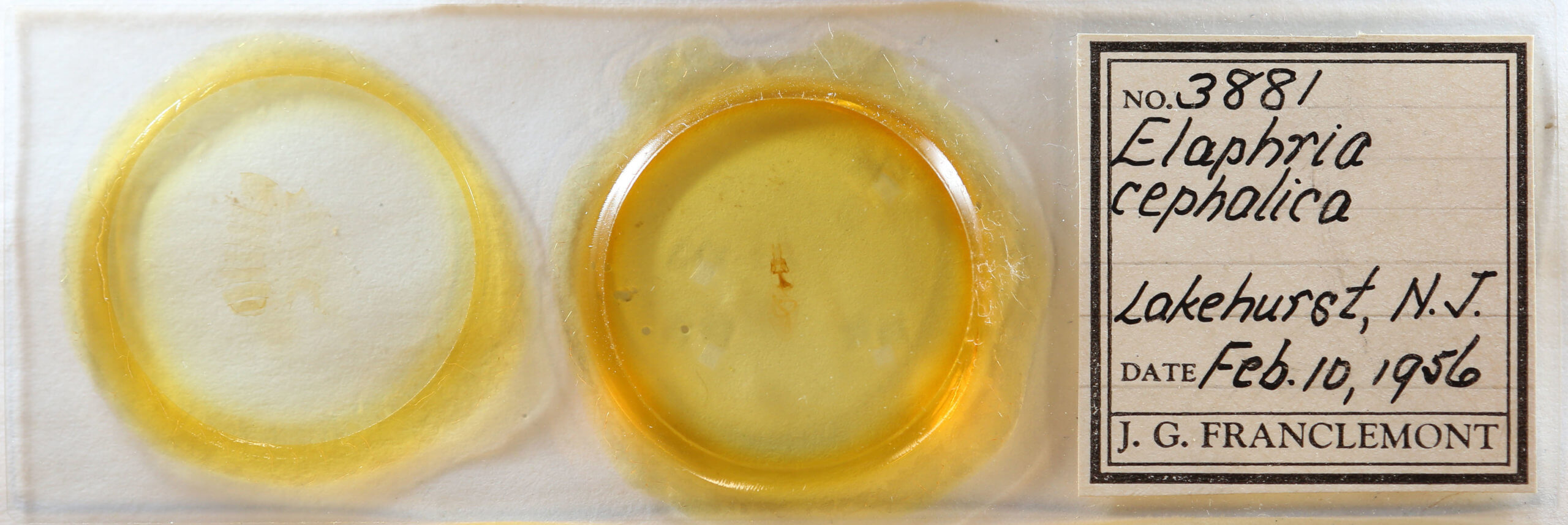 slide view of adult Elaphria festivoides