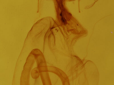 genitalia view of adult Elaphria festivoides