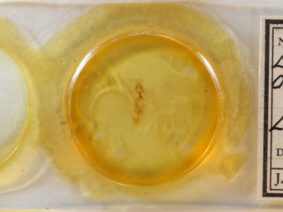 slide view of adult Elaphria festivoides