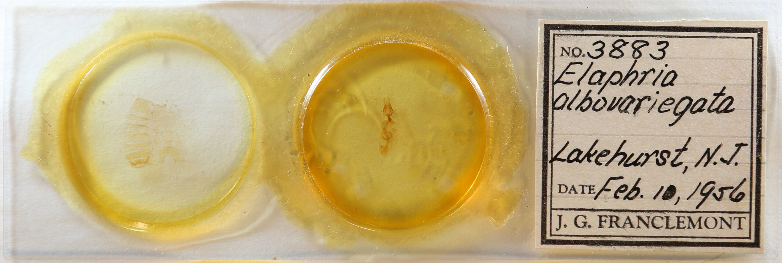 slide view of adult Elaphria festivoides