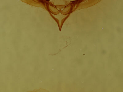 genitalia view of adult Elaphria festivoides