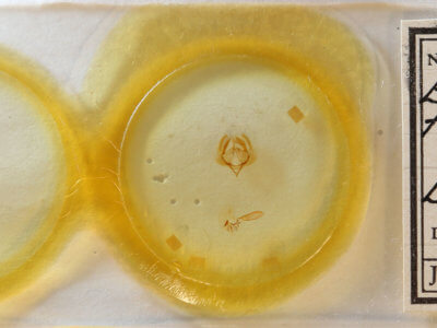 slide view of adult Elaphria festivoides