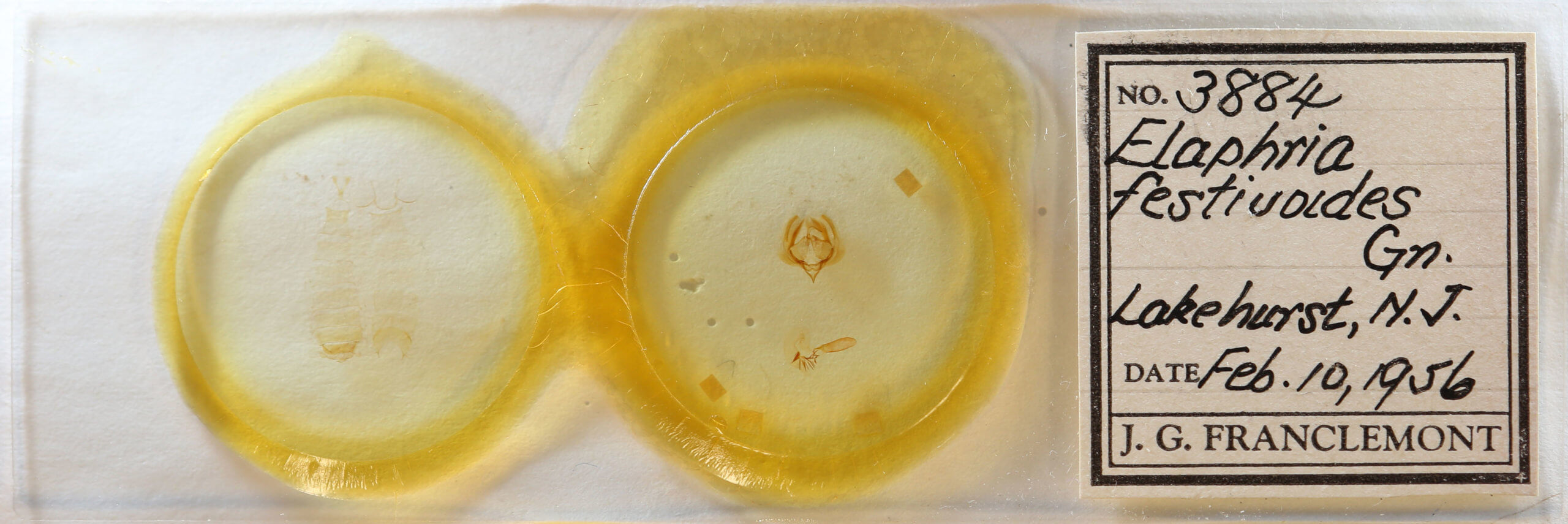 slide view of adult Elaphria festivoides