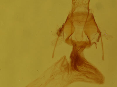 genitalia view of adult Elaphria festivoides