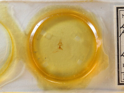 slide view of adult Elaphria festivoides