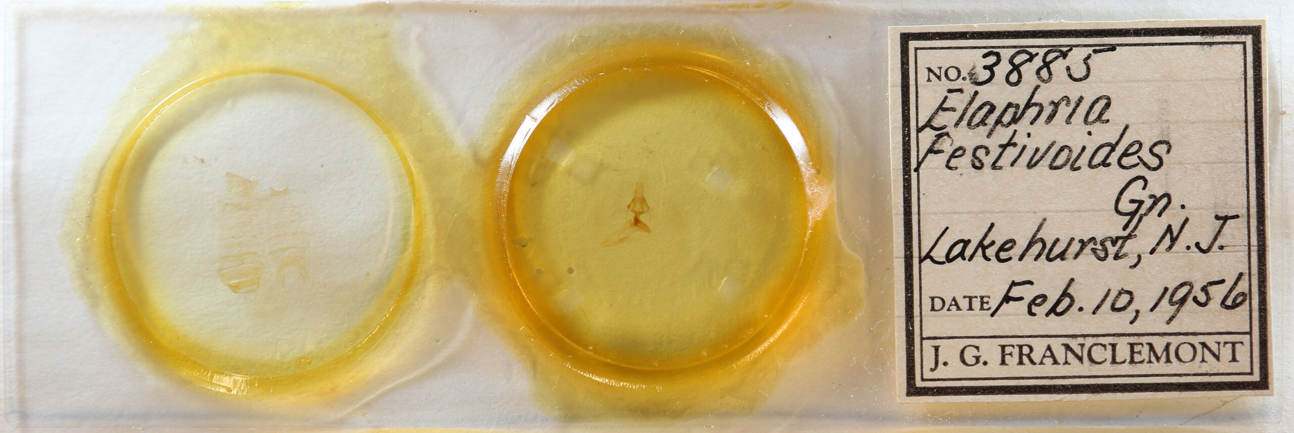 slide view of adult Elaphria festivoides