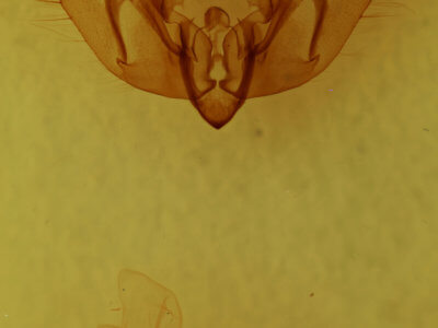genitalia view of adult Alastria chico