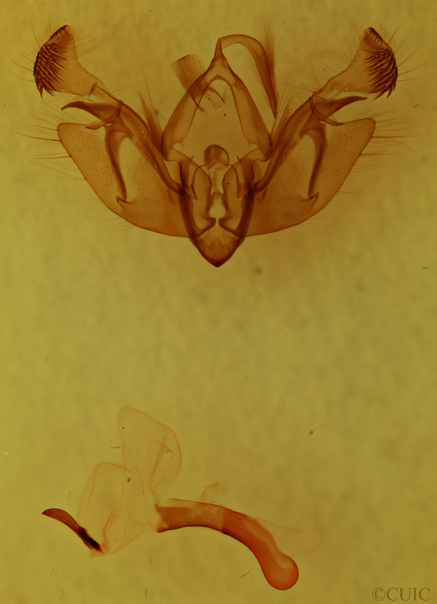 genitalia view of adult Alastria chico