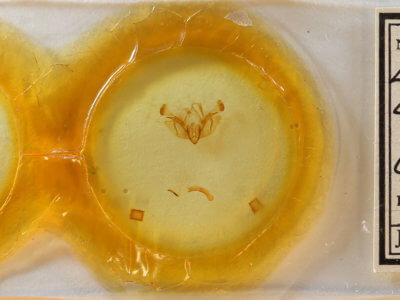 slide view of adult Alastria chico