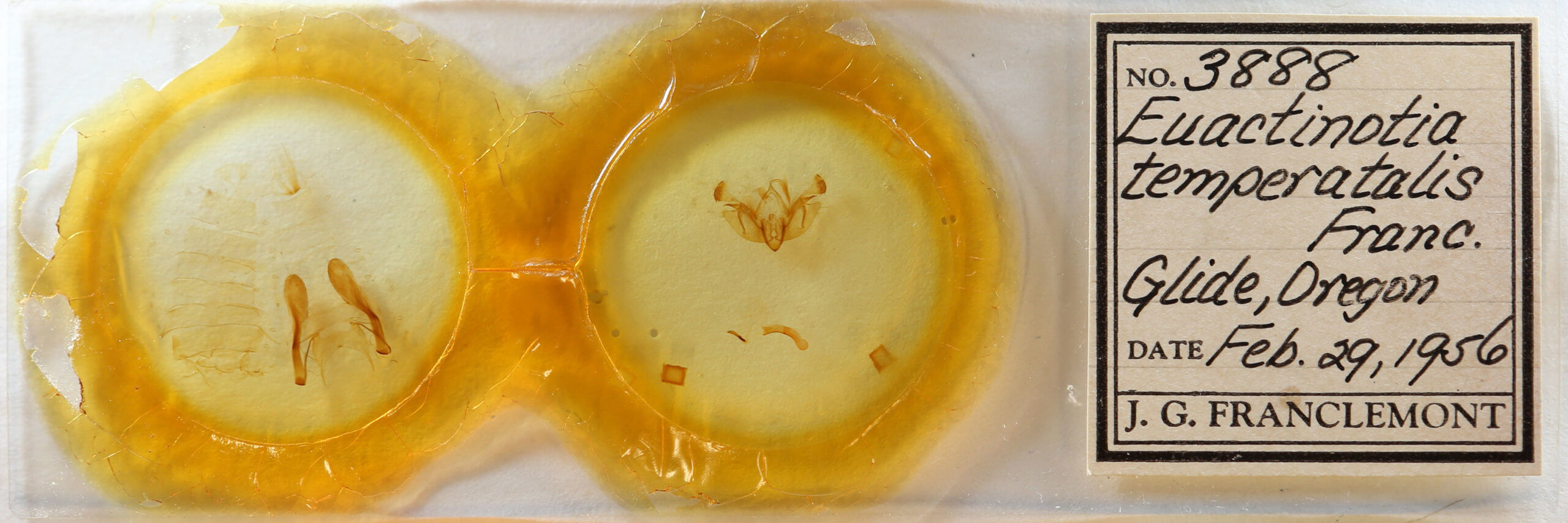 slide view of adult Alastria chico