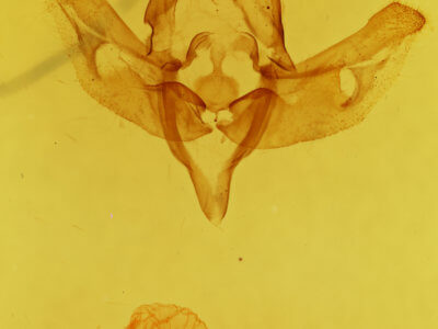 genitalia view of adult Xanthopastis regnatrix