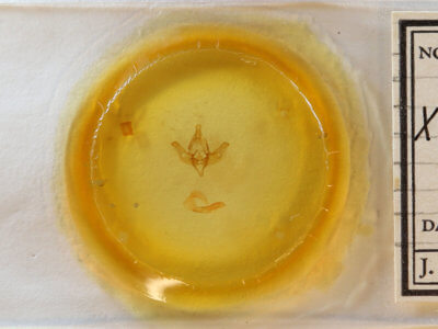 slide view of adult Xanthopastis regnatrix