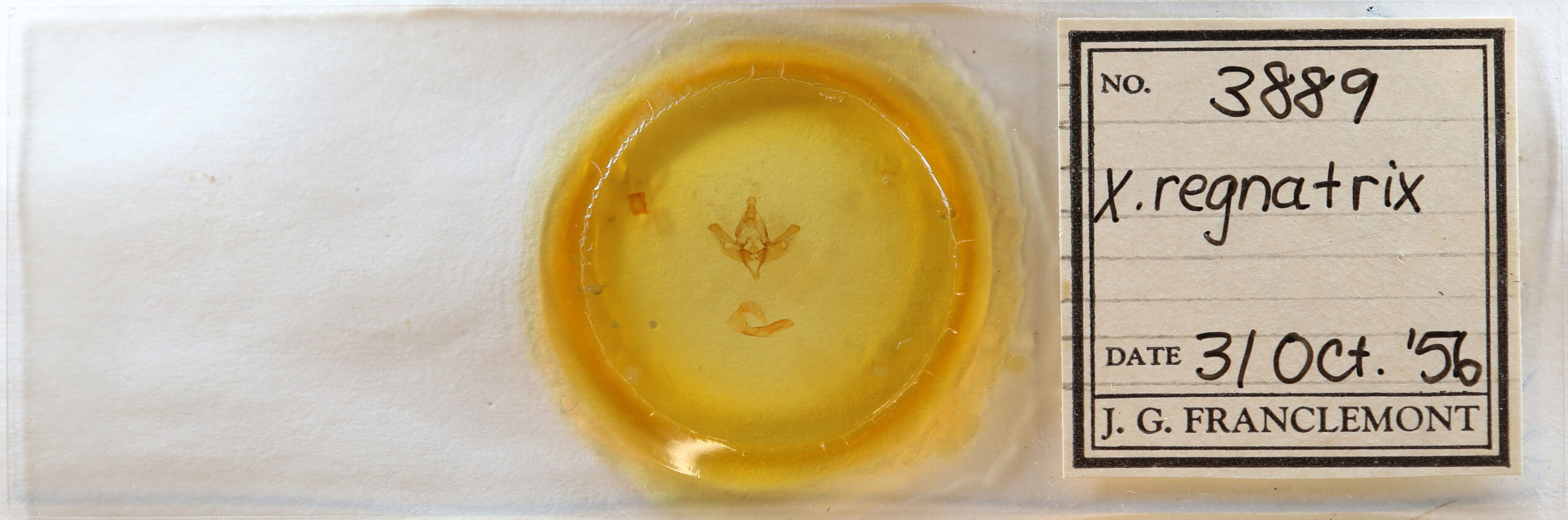 slide view of adult Xanthopastis regnatrix