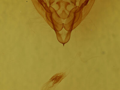 genitalia view of adult Ulolonche modesta