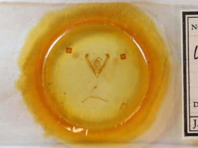 slide view of adult Ulolonche modesta