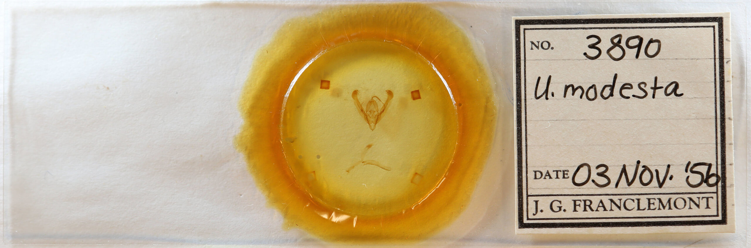 slide view of adult Ulolonche modesta