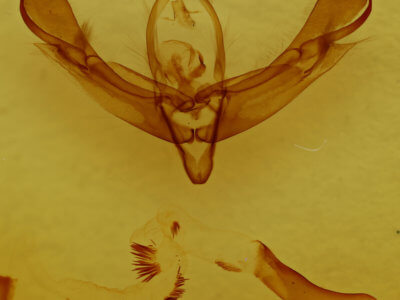 genitalia view of adult Lacinipolia anguina