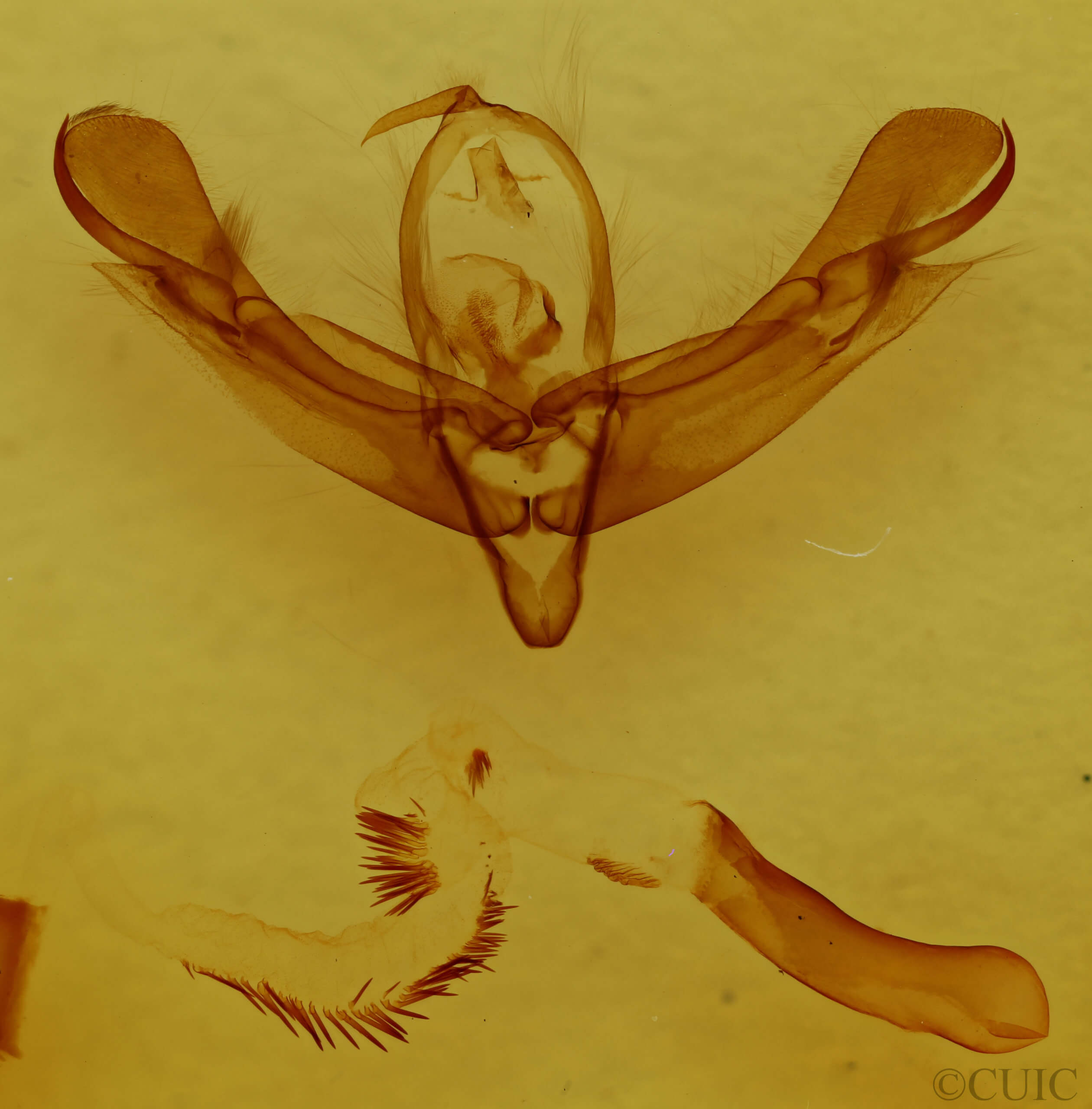 genitalia view of adult Lacinipolia anguina