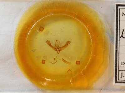 slide view of adult Lacinipolia anguina