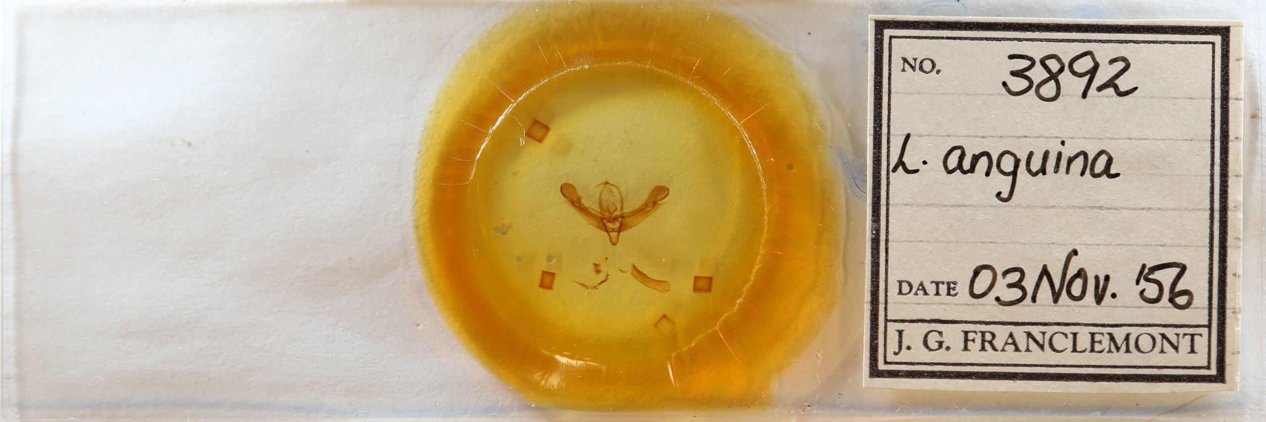 slide view of adult Lacinipolia anguina