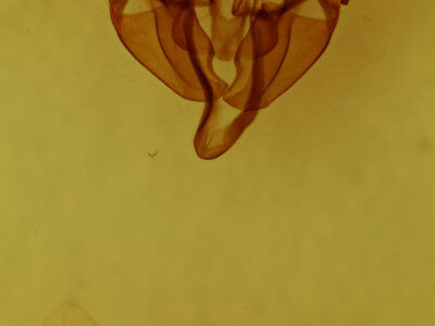 genitalia view of adult Fagitana littera