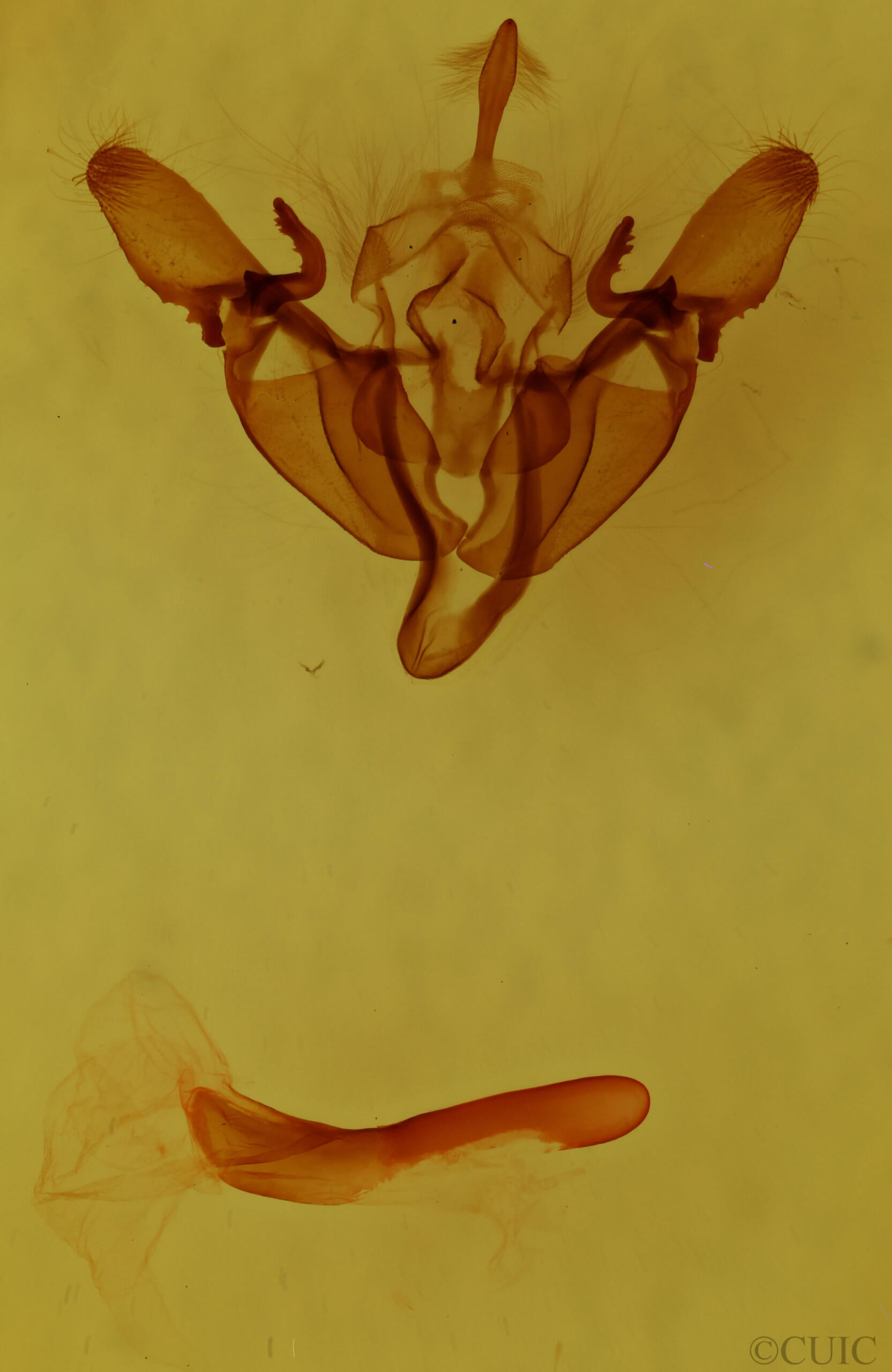 genitalia view of adult Fagitana littera