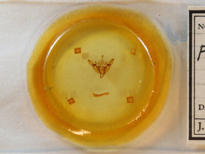 slide view of adult Fagitana littera