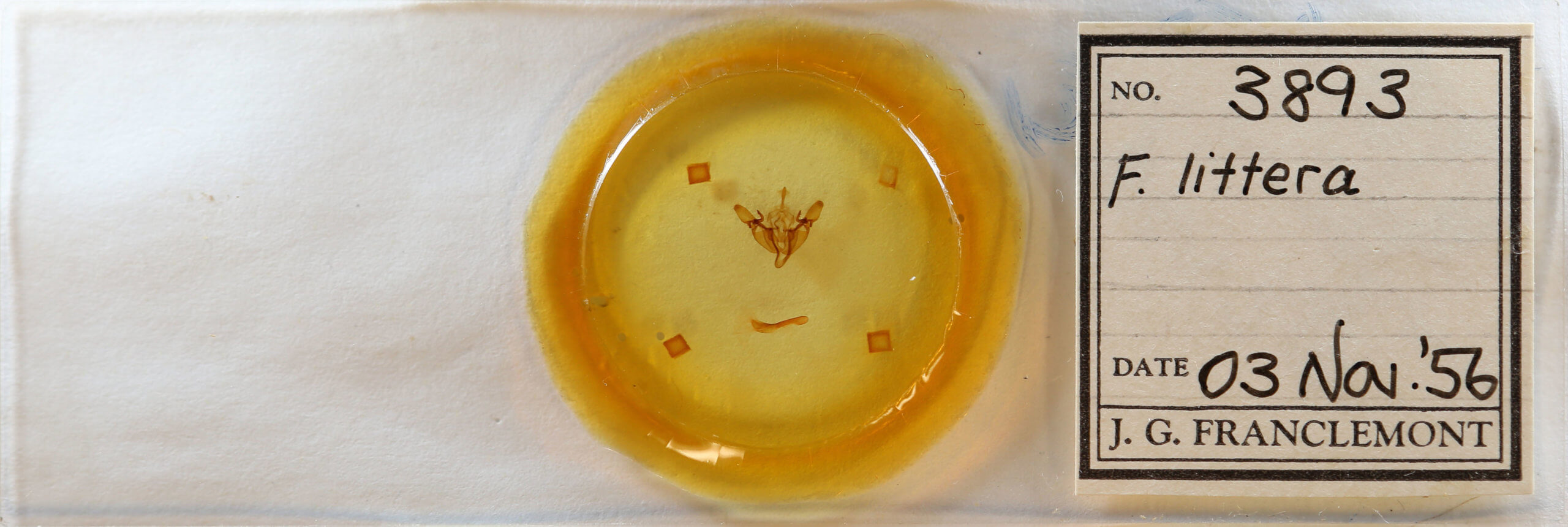 slide view of adult Fagitana littera