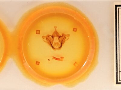 slide view of adult Datana ranaeceps