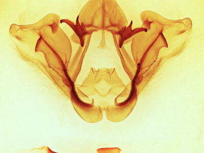 genitalia view of adult Datana ranaeceps