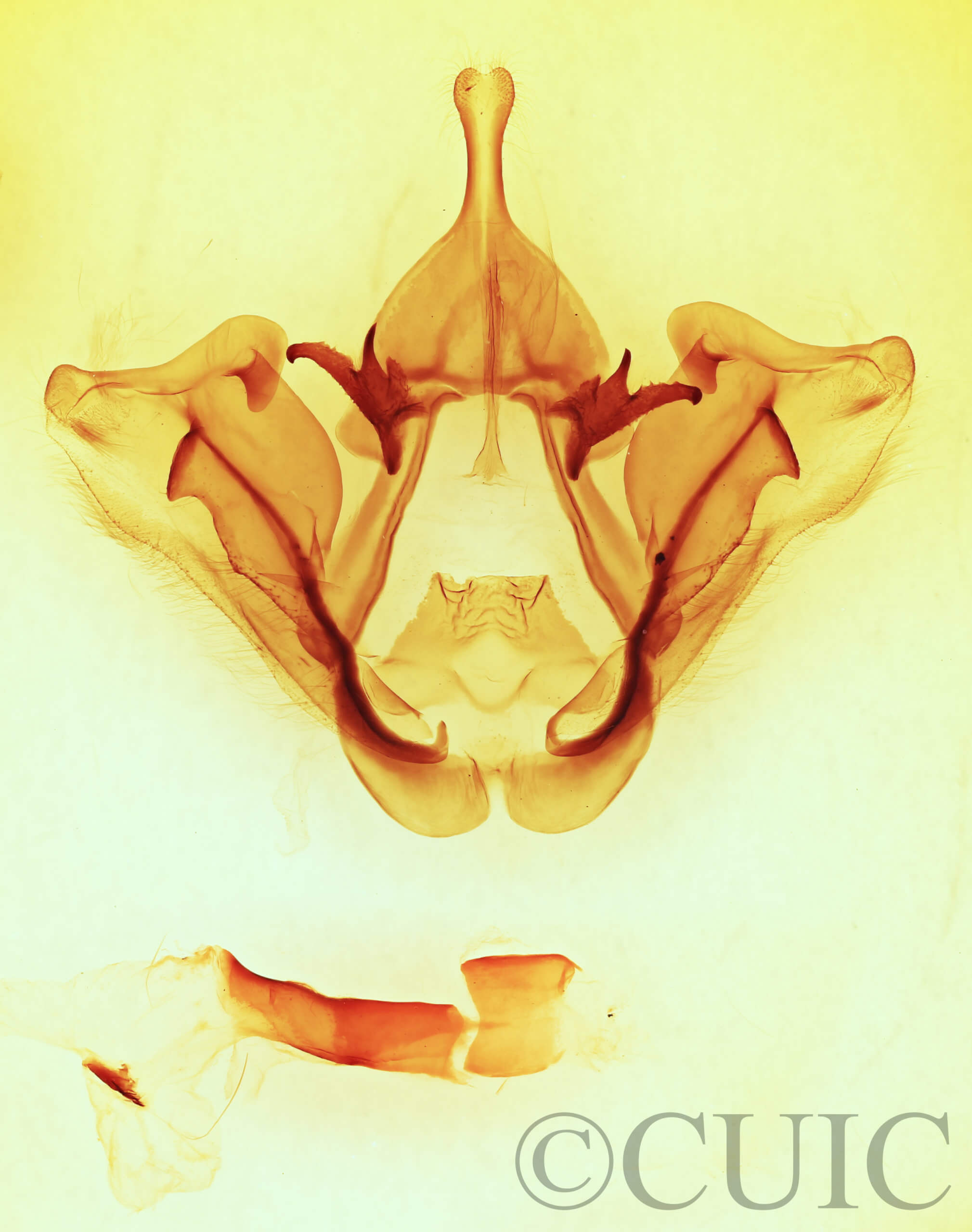 genitalia view of adult Datana ranaeceps