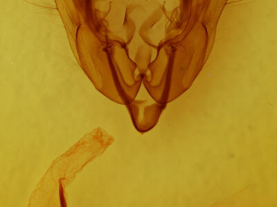 genitalia view of adult Sideridis vindemialis