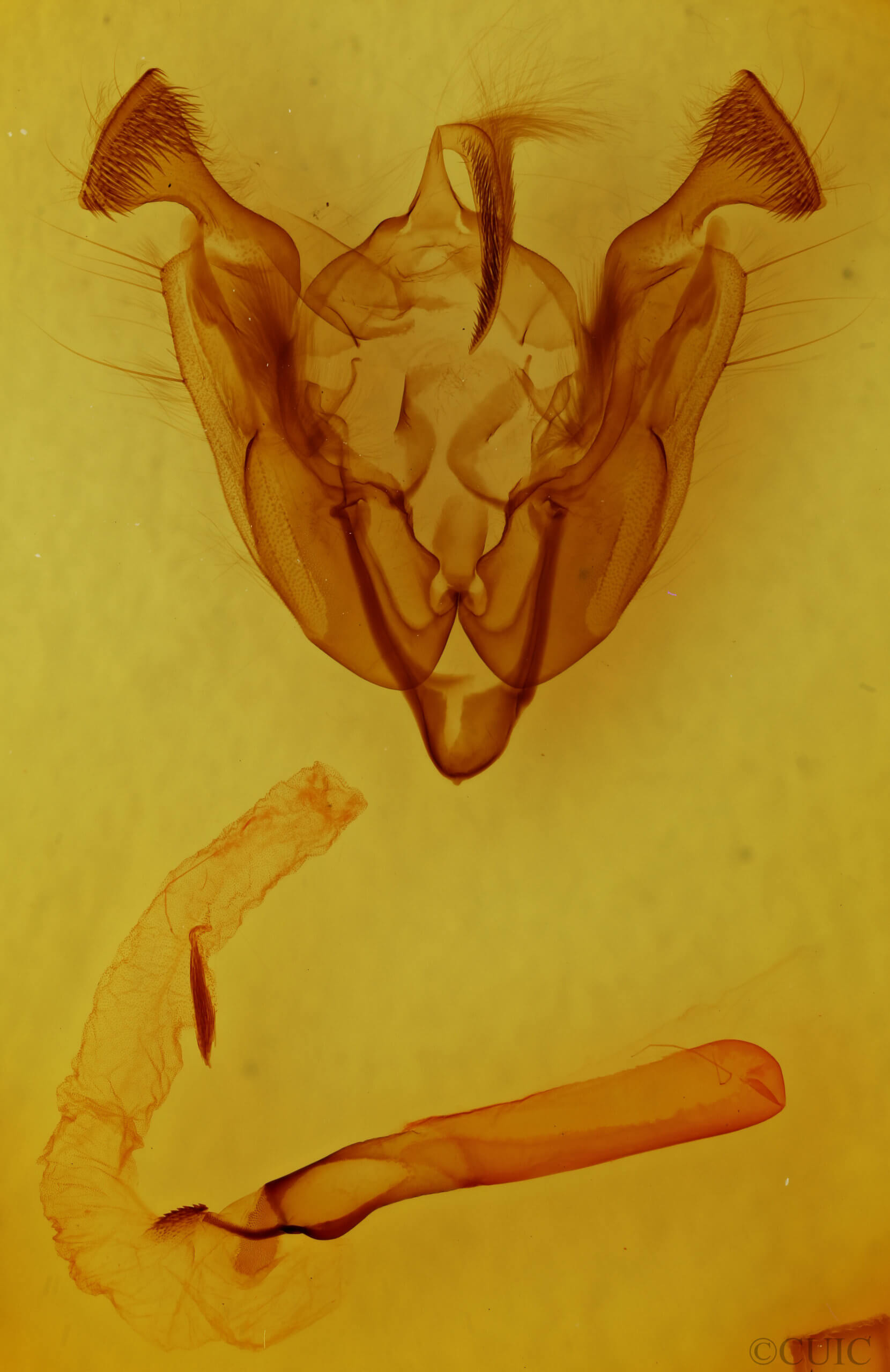genitalia view of adult Sideridis vindemialis