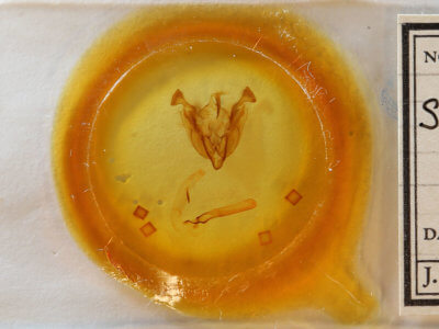 slide view of adult Sideridis vindemialis