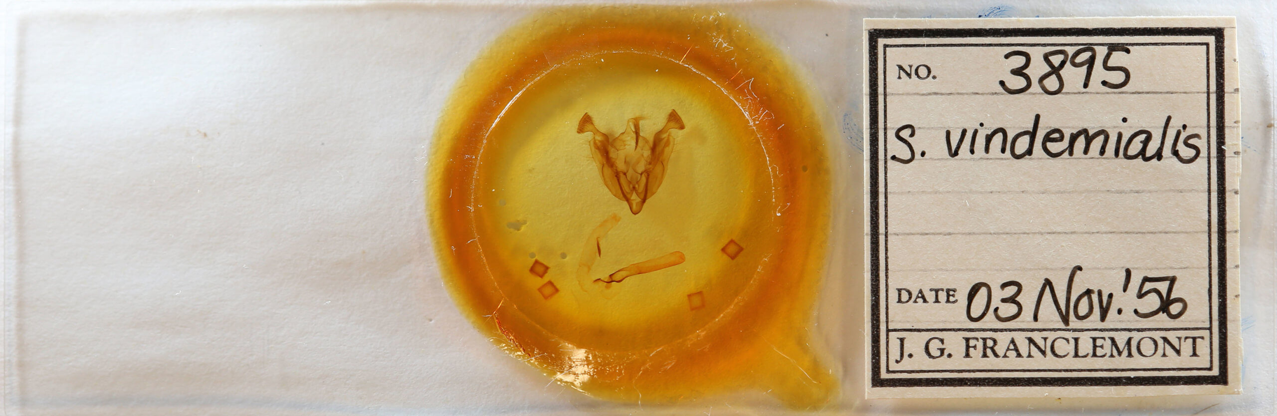 slide view of adult Sideridis vindemialis