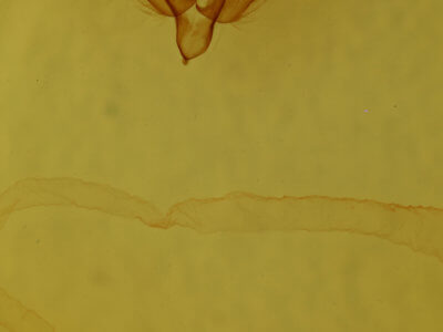 genitalia view of adult Agrotis buchholzi