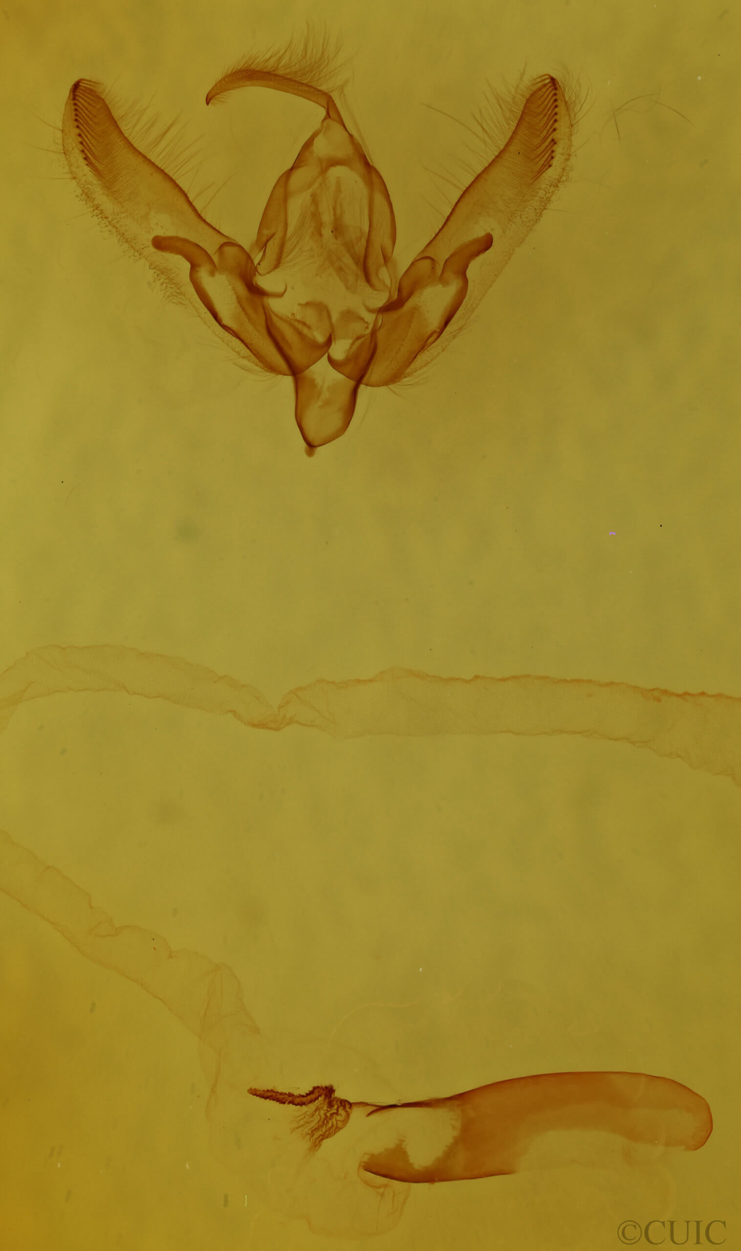 genitalia view of adult Agrotis buchholzi