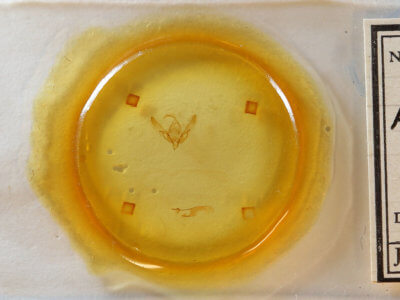 slide view of adult Agrotis buchholzi