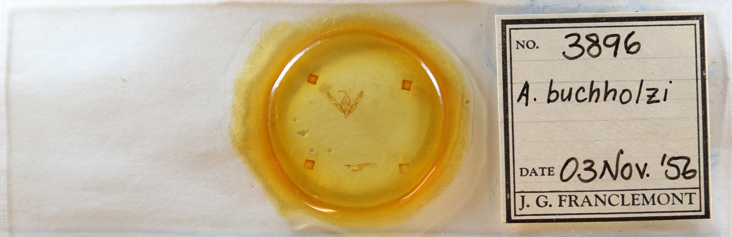 slide view of adult Agrotis buchholzi